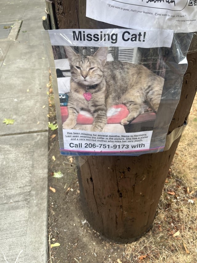 Lost 🐱 Columbia city