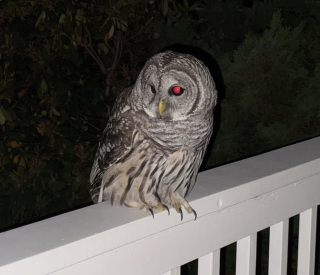 New neighbor stopped by this morning in Magnolia