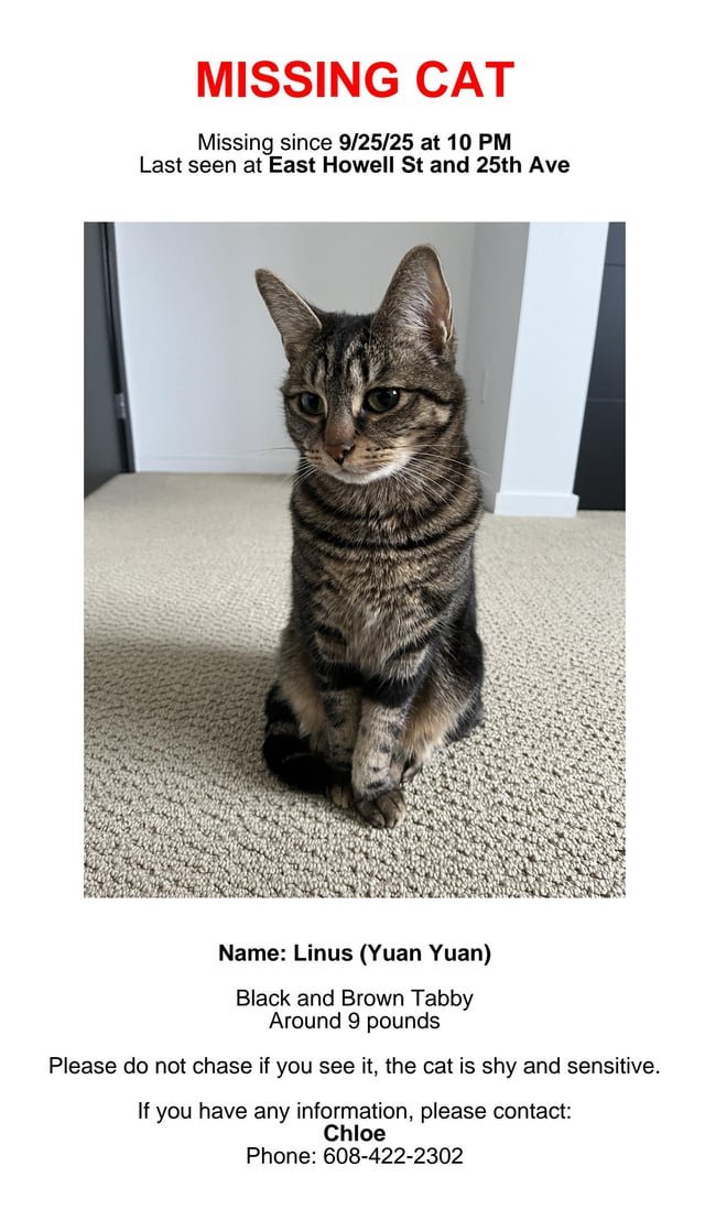 Missing cat in central district