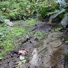Madrona Creek from Madrona Ravine to Lake Washington