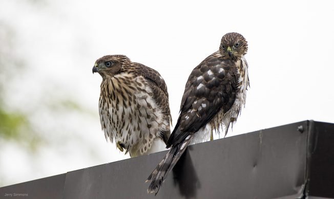 WEST SEATTLE BIRDS: Postgame gallery!