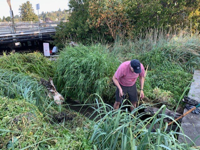 Volunteers get Fauntleroy Creek ready for spawning salmon