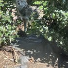 Coyote sighting: around Greenwood & 120th
