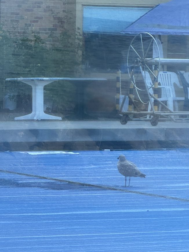 WEST SEATTLE SUNDAY: 22 notes!