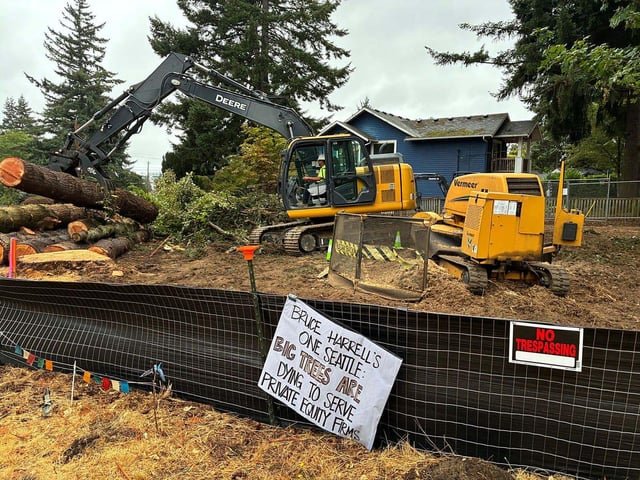 Seattle developers cut down trees faster under protection law