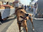 Scenes from the Georgetown Farmers Market