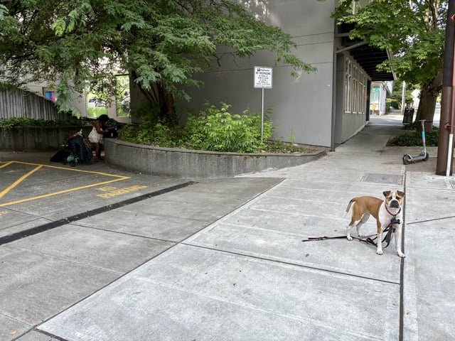Very Unhappy Pitbull Offleash on Dexter Ave Again