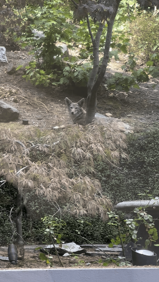 Coyote in Queen Anne, Seattle 😱😱 #coyote #seattle
