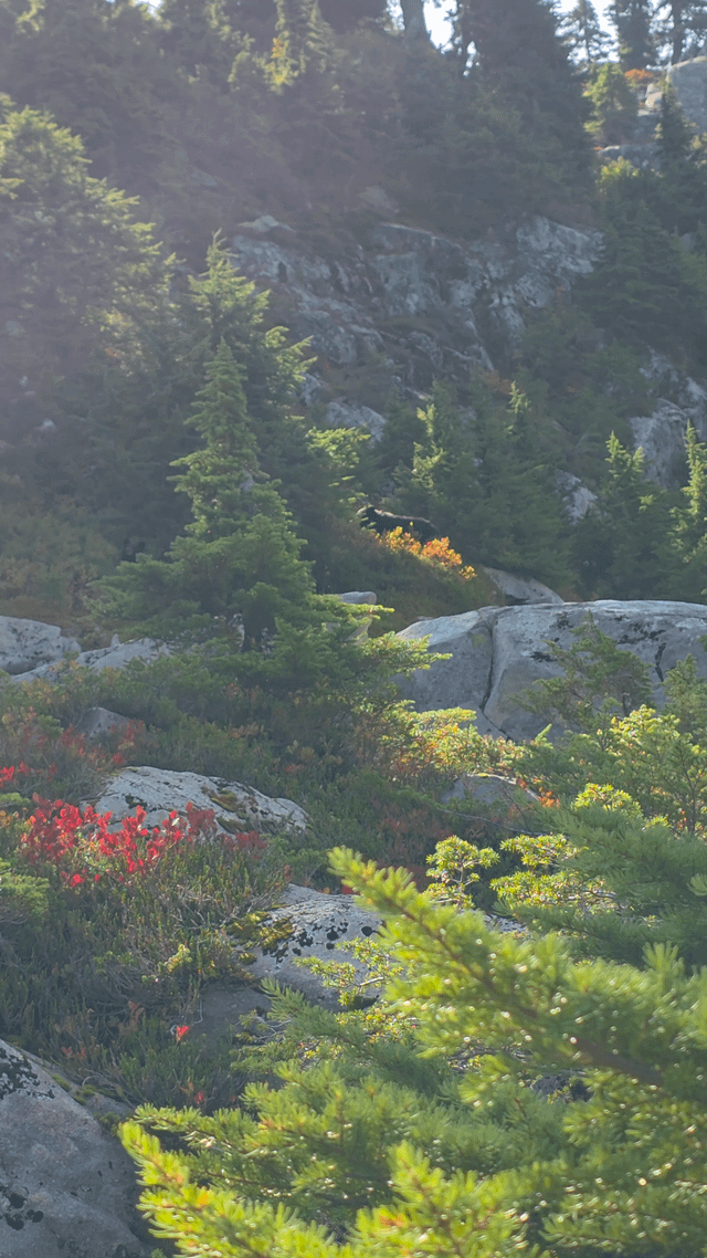 Mama bear and her two cubs, Mt Pilchuck