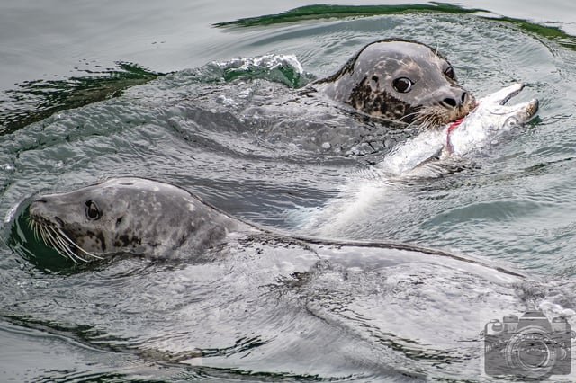 Harbor seal and chinook salmon wrestling inside the Ballard Locks fish ladder. Very low light so I had to push the ISO.
