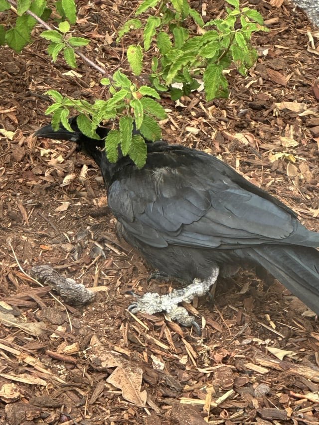 Anyone know what’s wrong with this crow?