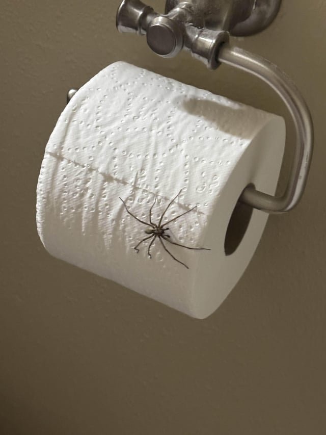 Spider season