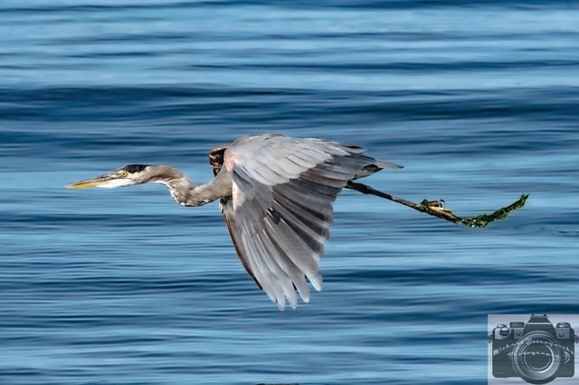 Majesty of Flight Great Blue Heron Alki Beach
