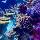 Point defiance aquarium appreciation post