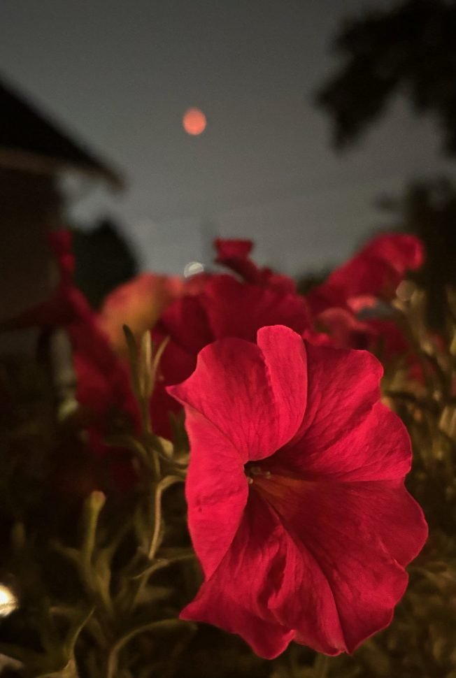 WEST SEATTLE SKY: Smoke-red moon, after smoke-pink sunset
