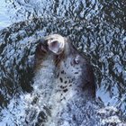 Salmon and Seals @ Ballard Locks