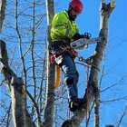PNW Tree Care Tip: Windstorm prep + smart pruning (Bellevue/Eastside)