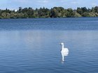 Fake swan at Green Lake?