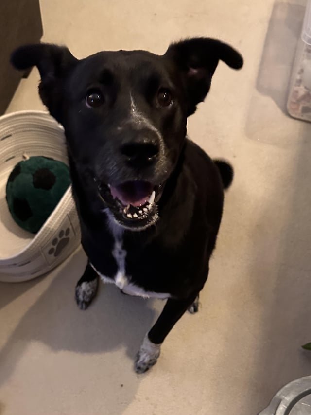 Lost dog found in Uptown