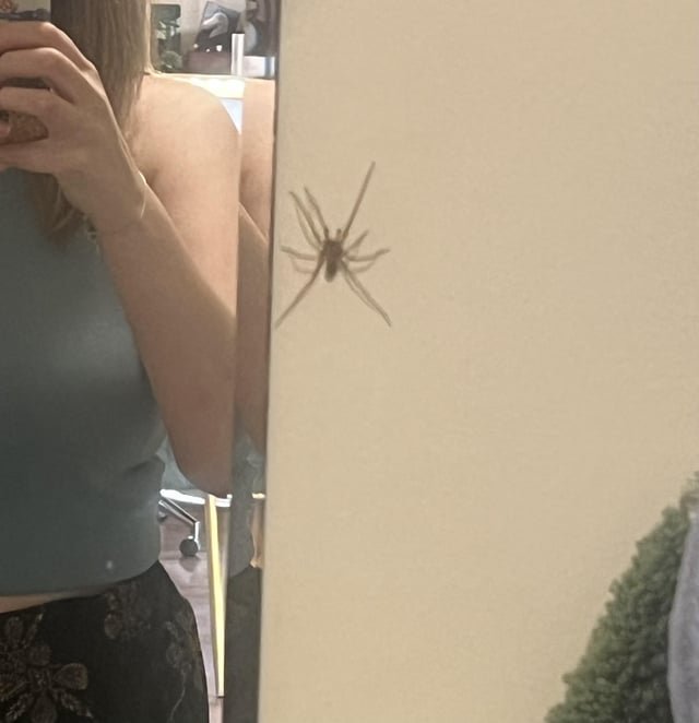 Indoor spider season starts right on schedule