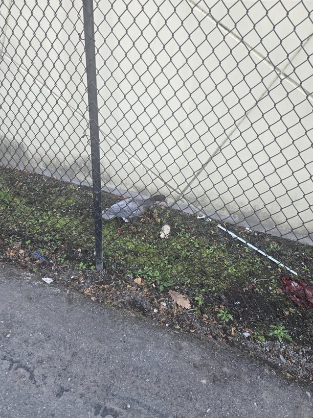 There’s a loose domestic duck on Rainier Ave S