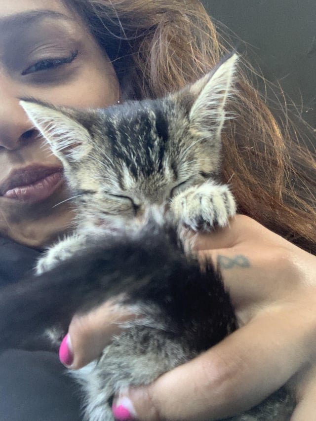 Someone broke into my car and took my kitten miss Dior. If you have any information, please contact me immediately.