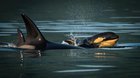 Went whale watching last week and saw a baby Orca.