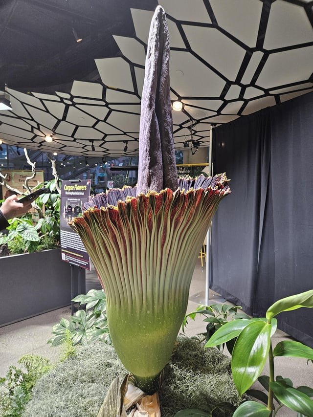 Corpse flower is blooming!