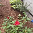 My poor rhodey is confused and decided to bloom in September instead of the spring
