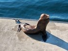 Just taking in the morning sun at the waterfront today
