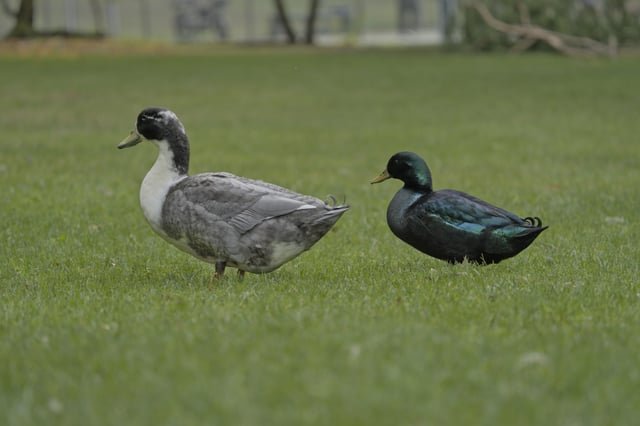 Our non local Green Lake ducks seem to be doing well