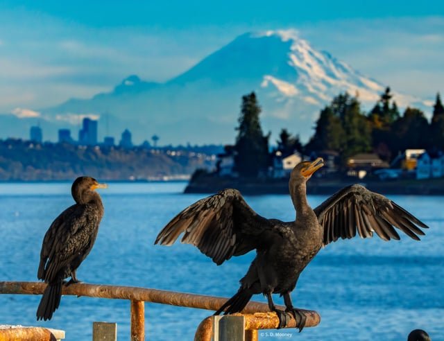 Cormorants chilling in Kingston on Wednesday evening (10/15) when the M’s game was starting. From the ferry car deck. [OC]