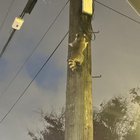 Raccoon up a utility pole on 15th