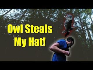Barred owl stole my hat on a nearby trail