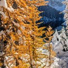 Snow covered larches
