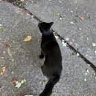 Near Cal Anderson Park Lost Cat?