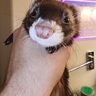 FOUND LOST FERRET