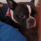 Found French Pit-bull in Belltown