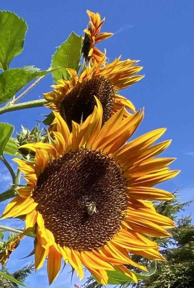 WEST SEATTLE SATURDAY: 41 notes!