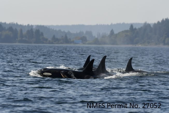 ‘Welcome the Orcas’! The Whale Trail has three ways you can celebrate