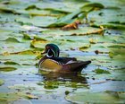 The Union Bay Natural Area is overflowing with migratory birds right now. Some OC pics from this week.