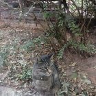 Stray Cat for Adoption