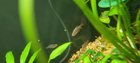 DESPERATE FISH REHOMING please help