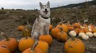Pooch in the pumpkin patch this evening