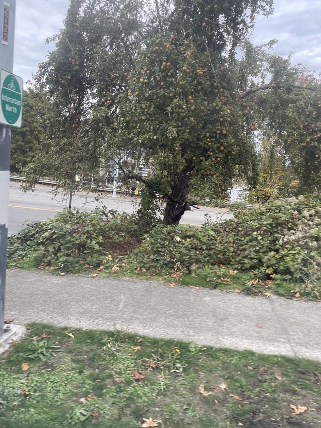 Bus stop with lots and lots of apples