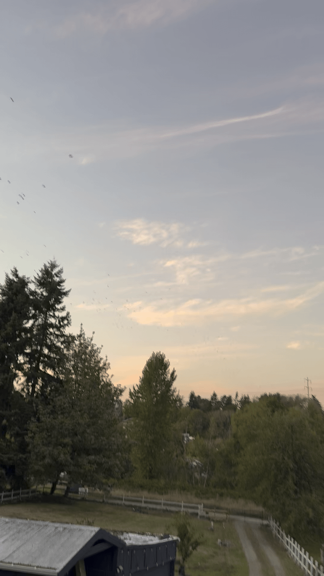All the crows migrating south for winter!
