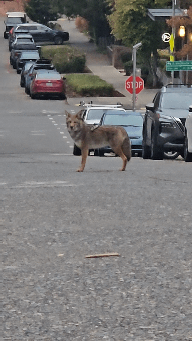 Coyote in Wallingford