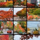 Bellevue has the best Fall colors! Where else would I find it nice?