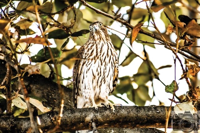 Cooper’s Hawk miffed it can’t catch a blue jay hiding in a tree at Alki Beach