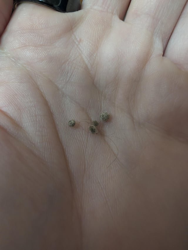 What is this pesky plant?